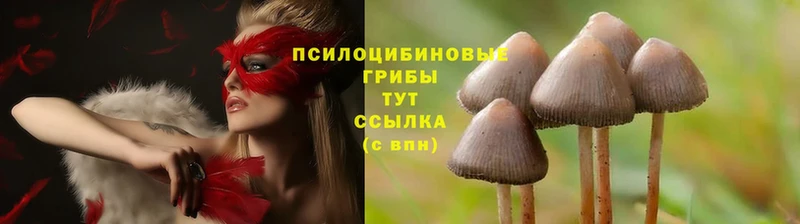 цены наркотик  Отрадное  Псилоцибиновые грибы MAGIC MUSHROOMS 