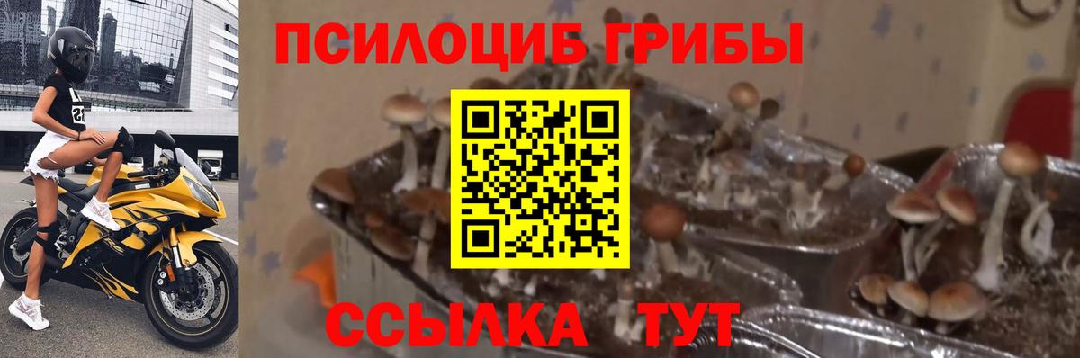 Отрадное  Галлюциногенные грибы GOLDEN TEACHER  цены   Вход с VPN 